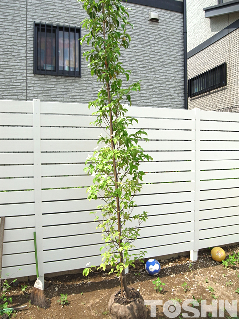 白い花と緑の葉が爽やかな常緑ヤマボウシ