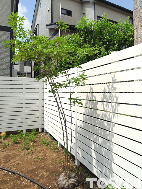 目かくしフェンスとアオダモ　植樹前