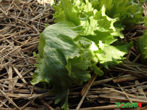 ベジトラグで新鮮野菜のサラダバー