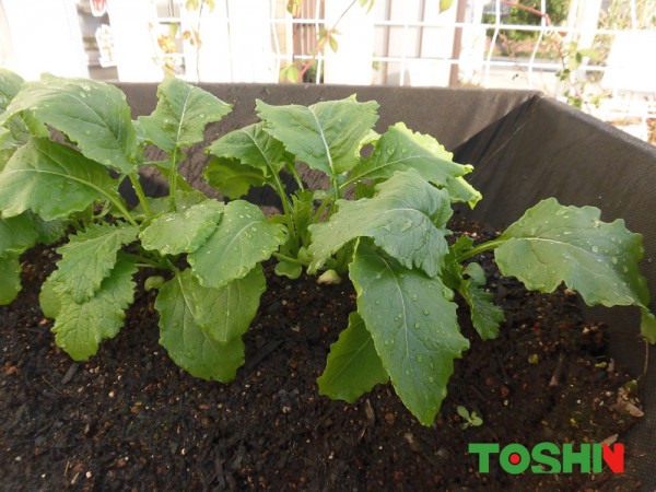 菜園で緑一色の野菜を大量に収穫