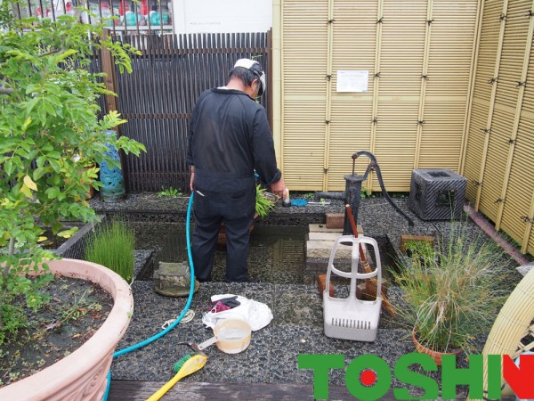 メダカの池のお掃除