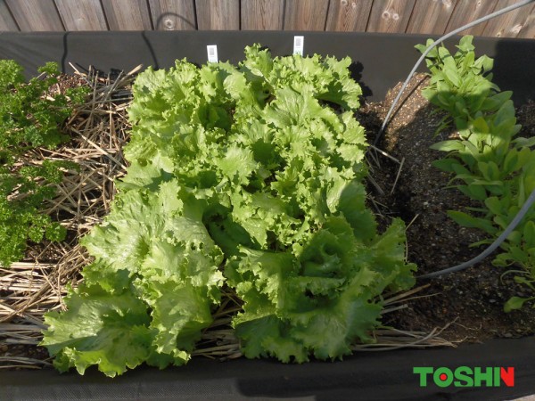 菜園で緑一色の野菜を大量に収穫