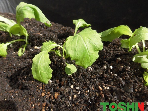 ベジトラグで採れた新鮮な野菜