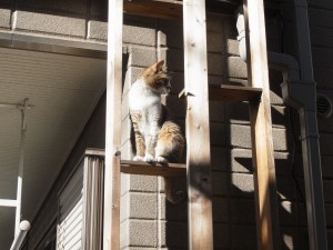 ねこちゃん用外階段