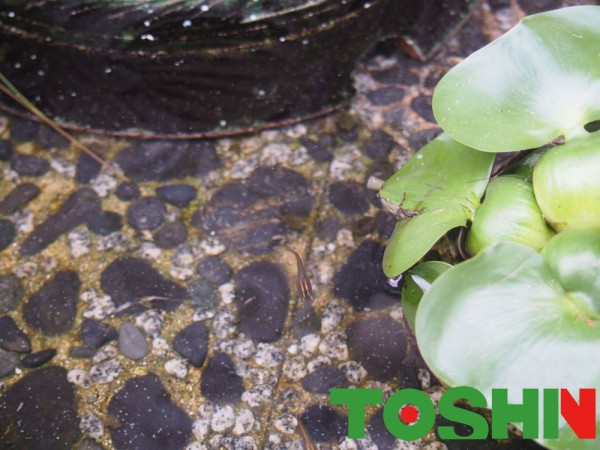 メダカの池のお掃除