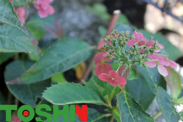 展示場の花たち