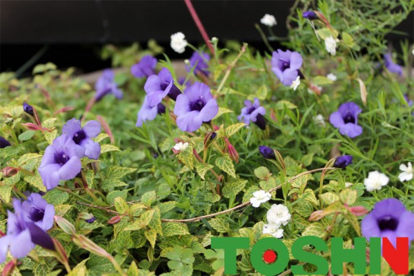 展示場の花たち