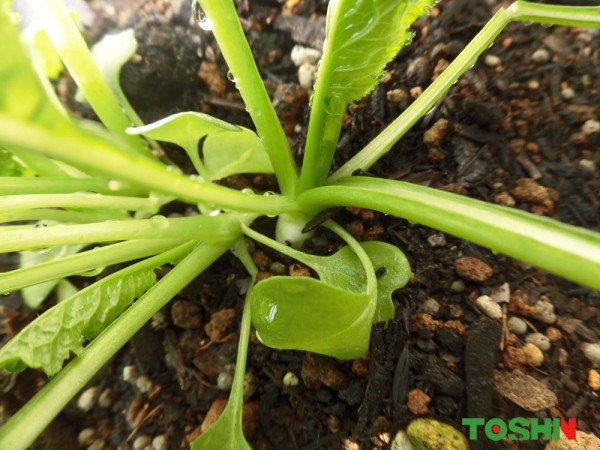 菜園で緑一色の野菜を大量に収穫