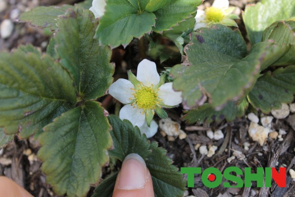 簡単家庭菜園 イチゴの人工授粉