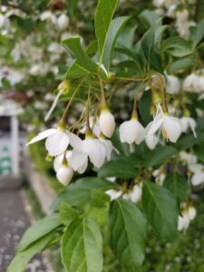 東神ハウス　展示場　エゴノキの花