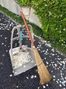 東神ハウス展示場　散ったエゴノキの花のお掃除