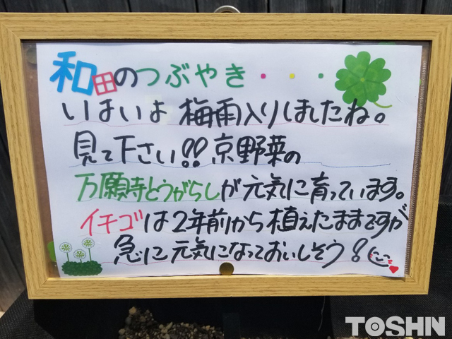 腰を屈めずに家庭菜園が出来るベジトラグ担当　和田のつぶやき