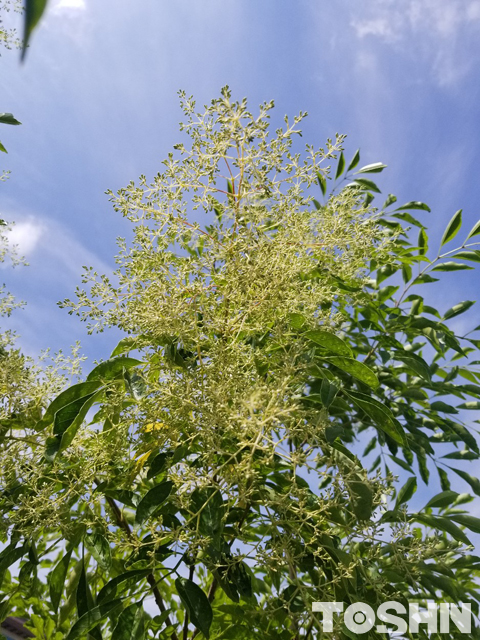 繊細なシマトネリコの花　相模原市