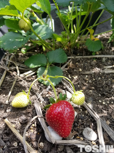 腰を屈めずに家庭菜園　ベジトラグで育てた苺